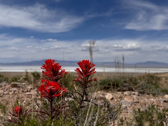 the desert is full of life